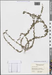 Щирица белая L., Сибирь, Дальний Восток (S6) (Россия)