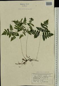 Голокучник обыкновенный (L.) Newman, Восточная Европа, Западно-Украинский район (E13) (Украина)