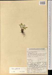 Вудсия головатая, Вудсия гладковатая R.Br., Монголия (MONG) (Монголия)