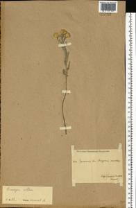 Солонечник мохнатый, Грудница мохнатая (L.) Rchb. fil., Восточная Европа, Восточный район (E10) (Россия)