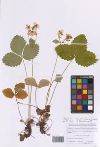 Земляника мускусная Duchesne, Восточная Европа, Московская область и Москва (E4a) (Россия)