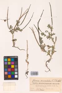 Мачок рогатый (L.) Rudolph, Восточная Европа, Нижневолжский район (E9) (Россия)