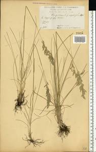 Мятлик узколистный L., Восточная Европа, Центральный лесостепной район (E6) (Россия)