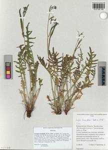 Crepidiastrum tenuifolium (Willd.) Sennikov, Сибирь, Алтай и Саяны (S2) (Россия)