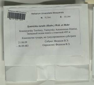 Syntrichia ruralis (Hedw.) F. Weber & D. Mohr, Гербарий мохообразных, Мхи - Красноярский край, Тыва и Хакасия (B17) (Россия)