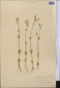 Dichodon perfoliatum (L.) Á. Löve & D. Löve, Средняя Азия и Казахстан, Западный Тянь-Шань и Каратау (M3) (Казахстан)