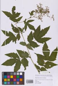 Таволга вязолистная (L.) Maxim., Восточная Европа, Московская область и Москва (E4a) (Россия)