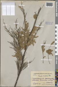 Гребенщик многоветвистый, Гребенщик ветвистый Ledeb., Восточная Европа, Нижневолжский район (E9) (Россия)