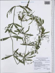 Rubia peregrina L., Западная Европа (EUR) (Италия)