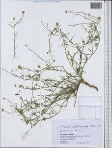 Limeum aethiopicum, Африка (AFR) (Намибия)