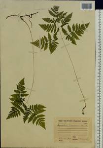 Голокучник обыкновенный (L.) Newman, Восточная Европа, Московская область и Москва (E4a) (Россия)