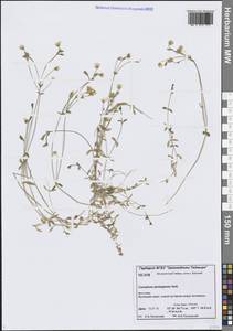 Ясколка Регеля Ostenf., Сибирь, Центральная Сибирь (S3) (Россия)