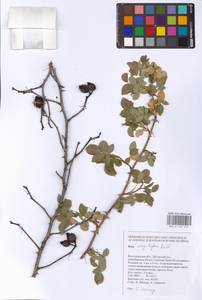 Шиповник щитконосный, Роза щитконосная Borkh., Восточная Европа, Нижневолжский район (E9) (Россия)