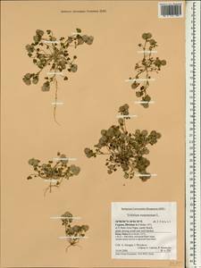 Trifolium tomentosum L., Зарубежная Азия (ASIA) (Кипр)