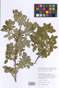 Шиповник щитконосный, Роза щитконосная Borkh., Восточная Европа, Нижневолжский район (E9) (Россия)