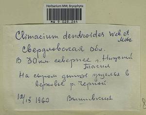 Climacium dendroides (Hedw.) F. Weber & D. Mohr, Гербарий мохообразных, Мхи - Пермский край, Удмуртия, Свердловская и Кировская области (B8) (Россия)