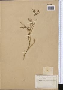 Launaea procumbens (Roxb.) Amin, Средняя Азия и Казахстан, Каракумы (M6) (Туркмения)