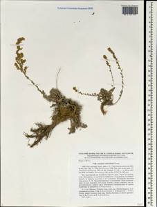 Полынь гобийская (Krasch.) Y.R. Ling, Сибирь, Алтай и Саяны (S2) (Россия)