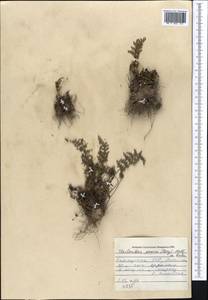 Oeosporangium persica (Bory) Vis., Средняя Азия и Казахстан, Памир и Памиро-Алай (M2) (Киргизия)