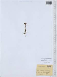 Valerianella oxyrhyncha Fisch. & C. A. Mey., Средняя Азия и Казахстан, Каракумы (M6) (Туркмения)