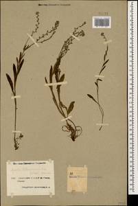 Незабудка воробейниколистная (Willd.) Hornem., Кавказ, Армения (K5) (Армения)