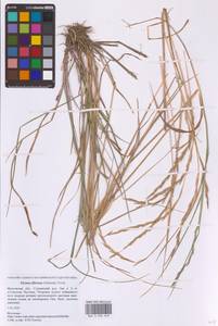 Пырейник волокнистый (Schrenk) Tzvelev, Восточная Европа, Московская область и Москва (E4a) (Россия)