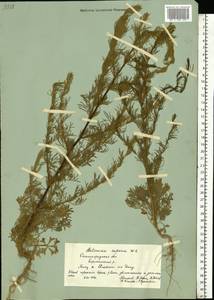 Полынь веничная, Полынь метельчатая Waldst. & Kit., Восточная Европа, Нижневолжский район (E9) (Россия)