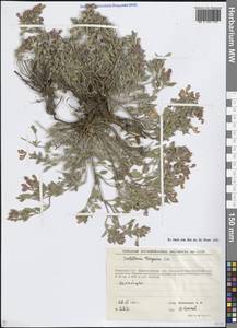 Scutellaria turgaica Juz., Средняя Азия и Казахстан, Муюнкумы, Прибалхашье и Бетпак-Дала (M9) (Казахстан)