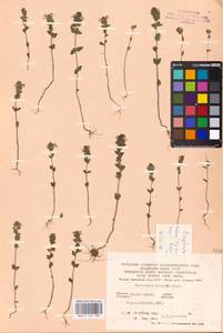 MHA 0 161 780, Очанка прямая J.P.Wolff ex J.F.Lehm., Восточная Европа, Западно-Украинский район (E13) (Украина)