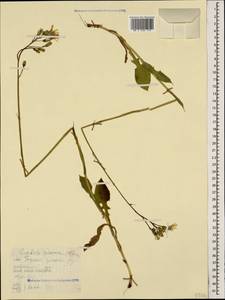 Lactuca racemosa Willd., Кавказ, Ставропольский край, Карачаево-Черкесия, Кабардино-Балкария (K1b) (Россия)