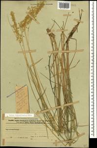 Перловник трансильванский Schur, Кавказ, Азербайджан (K6) (Азербайджан)