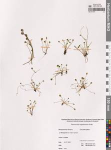 Лютик гиперборейский Rottb., Сибирь, Чукотка и Камчатка (S7) (Россия)