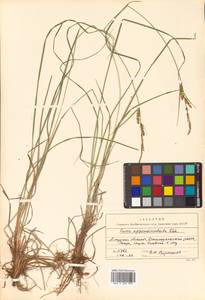 Осока придатконосная (Trautv. & C.A.Mey.) Kük., Сибирь, Дальний Восток (S6) (Россия)