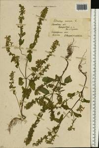 Чистец однолетний (L.) L., Восточная Европа, Московская область и Москва (E4a) (Россия)