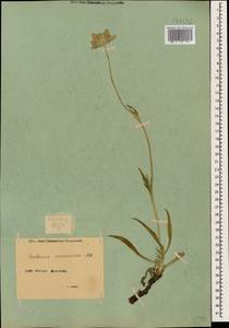 Ломелозия кавказская (M. Bieb.) Greuter & Burdet, Кавказ, Армения (K5) (Армения)