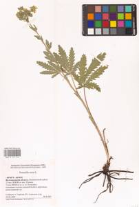 Лапчатка прямая L., Восточная Европа, Нижневолжский район (E9) (Россия)