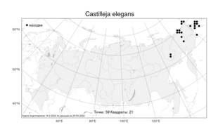 Castilleja elegans, Кастиллея изящная Malte, Атлас флоры России (FLORUS) (Россия)