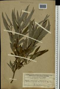 Ива прутовидная, Ива корзиночная L., Восточная Европа, Волжско-Камский район (E7) (Россия)