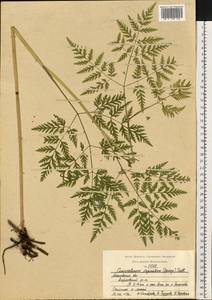 Гирчовник татарский Hoffm., Восточная Европа, Московская область и Москва (E4a) (Россия)