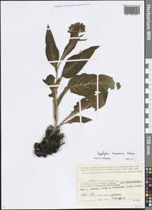 Symphytum tanaicense Steven, Восточная Европа, Нижневолжский район (E9) (Россия)