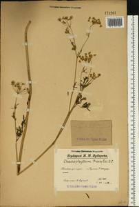 Бутень Прескотта DC., Восточная Европа, Волжско-Камский район (E7) (Россия)