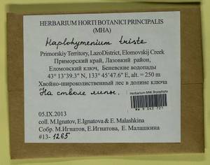 Haplohymenium triste (Ces.) Kindb., Гербарий мохообразных, Мхи - Дальний Восток (без Чукотки и Камчатки) (B20) (Россия)