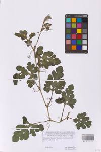 Арбуз шерстистый (Thunb.) Matsum. & Nakai, Восточная Европа, Московская область и Москва (E4a) (Россия)