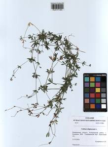 Подмаренник топяной L., Сибирь, Алтай и Саяны (S2) (Россия)