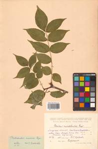 Бархат амурский Rupr., Сибирь, Дальний Восток (S6) (Россия)