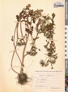 Крестовник обыкновенный L., Сибирь, Чукотка и Камчатка (S7) (Россия)