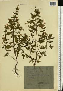 Пикульник ладанниковый L., Восточная Европа, Восточный район (E10) (Россия)