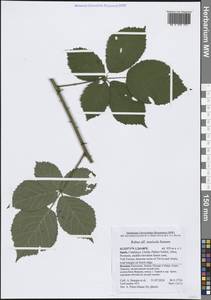 Ежевика, Западная Европа (EUR) (Испания)