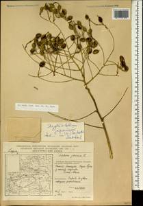Стифнолобиум японский (L.)Schott, Зарубежная Азия (ASIA) (КНР)