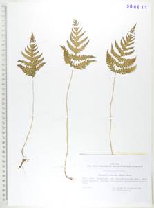 Фегоптерис связывающий, Буковник обыкновенный (Michx.) Watt, Сибирь, Дальний Восток (S6) (Россия)